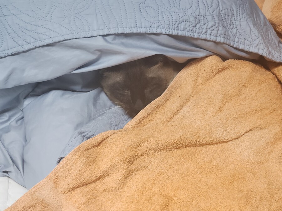 뭔가 자는 모습이 짠했던 아깽이는..._6.jpg