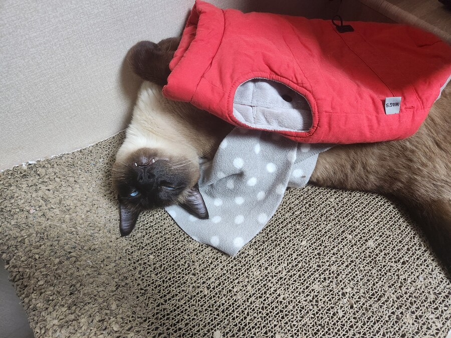 뭔가 자는 모습이 짠했던 아깽이는..._4.jpg