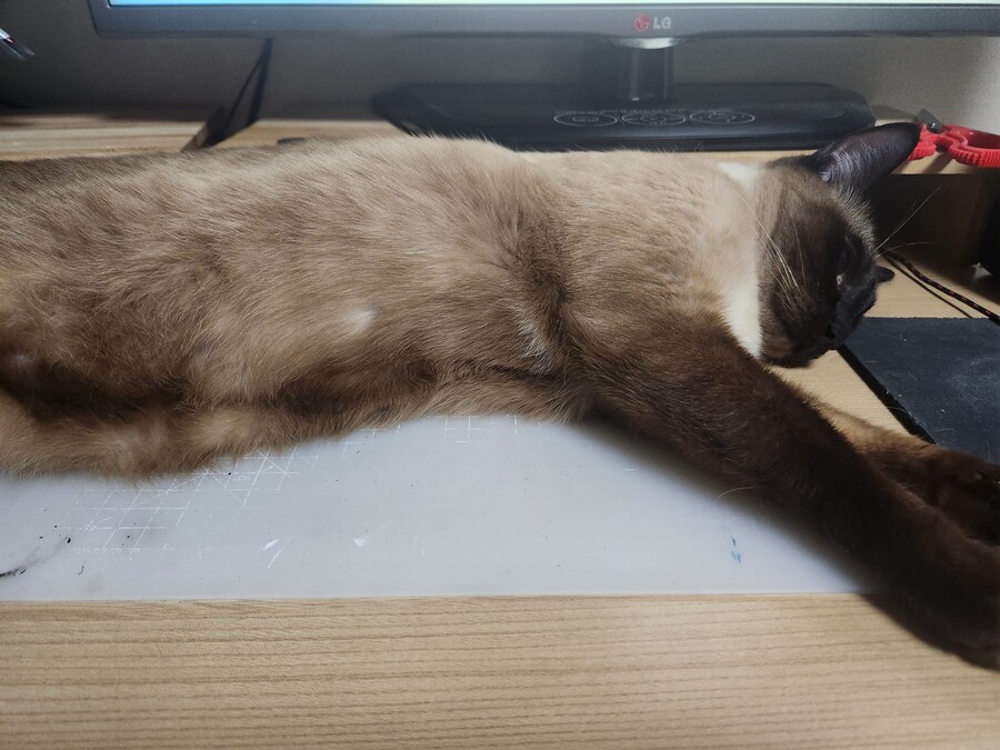 뭔가 자는 모습이 짠했던 아깽이는..._8.jpg