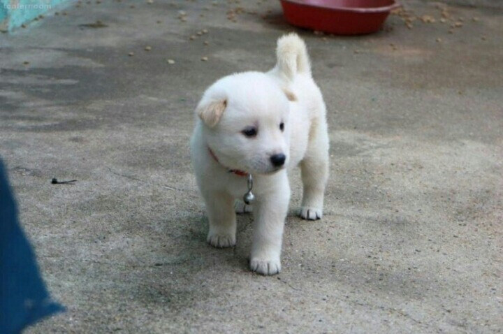 시골 강아지의 정석_1.jpg