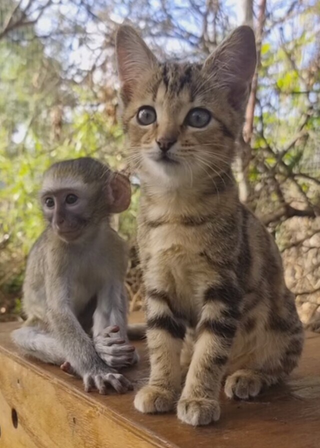 원숭이 아저씨의 대모험_13.jpg