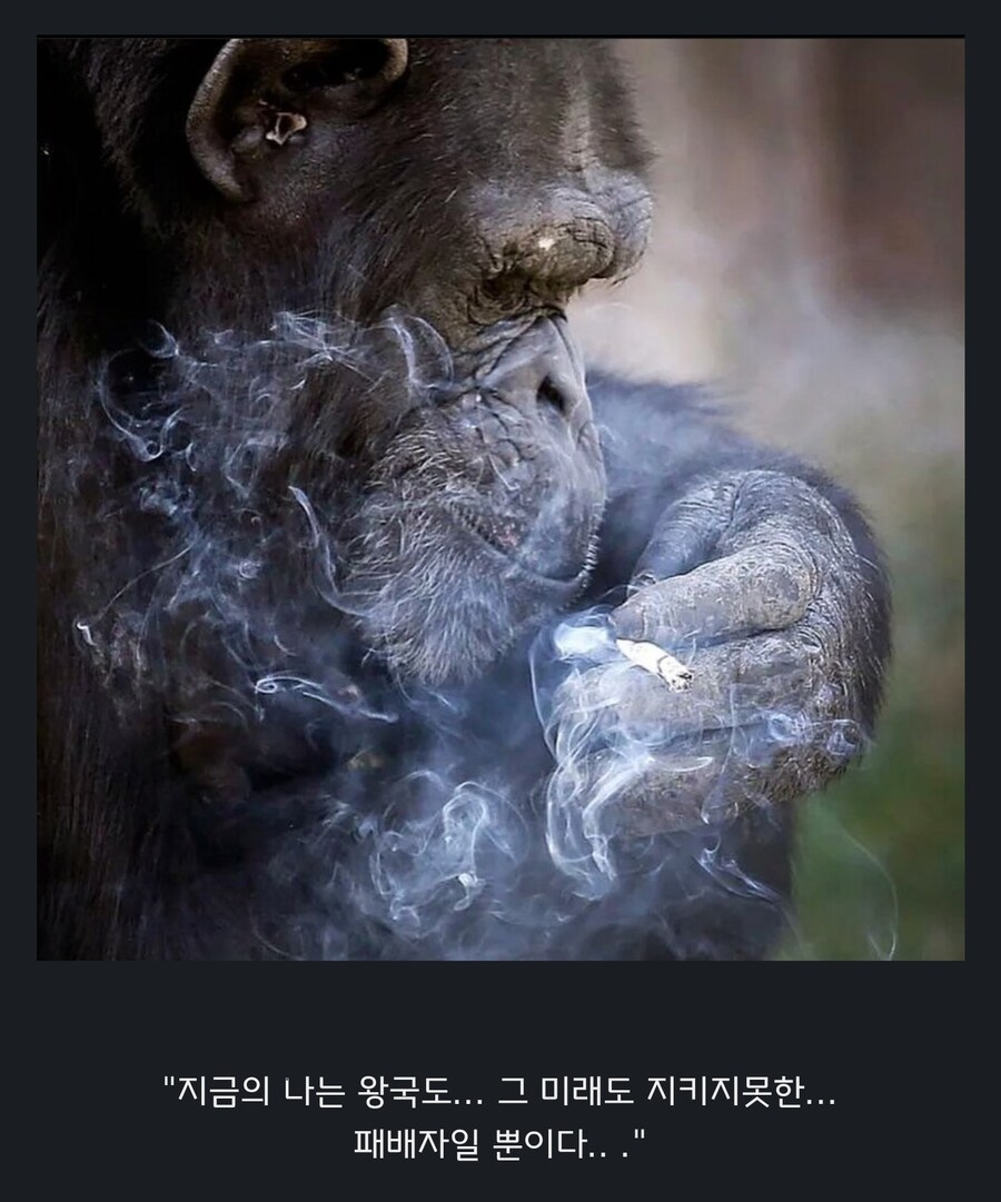 원숭이 아저씨의 대모험_21.jpg