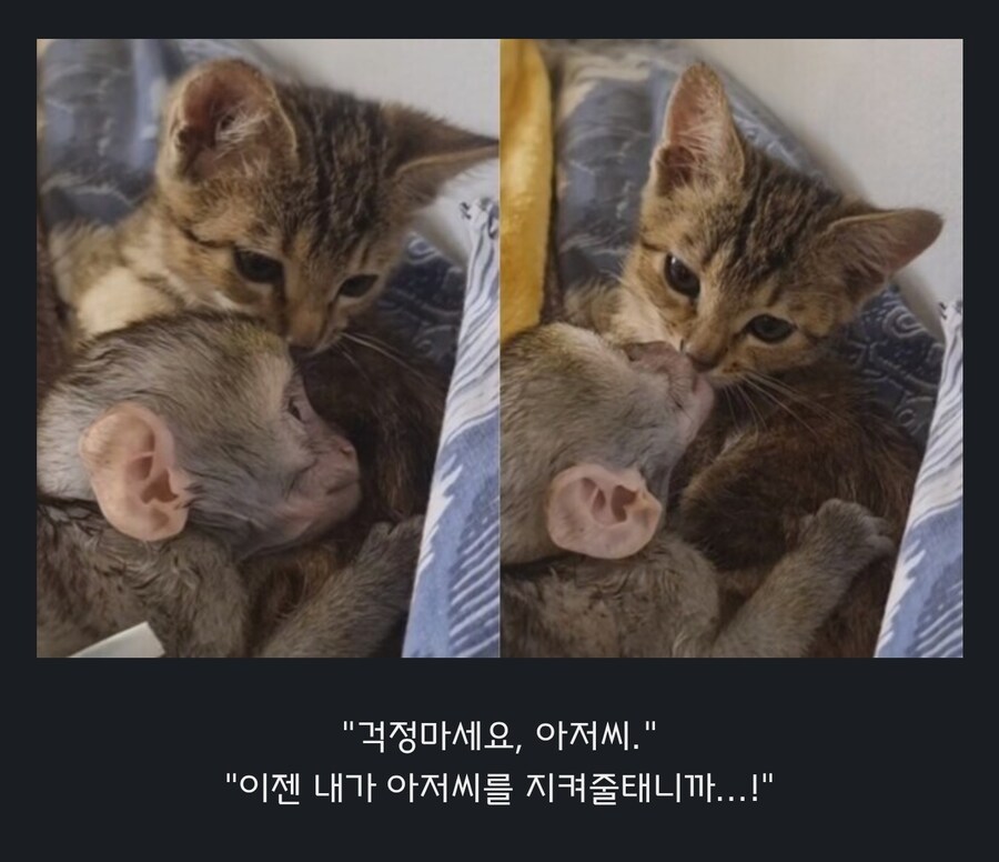 원숭이 아저씨의 대모험_28.jpg