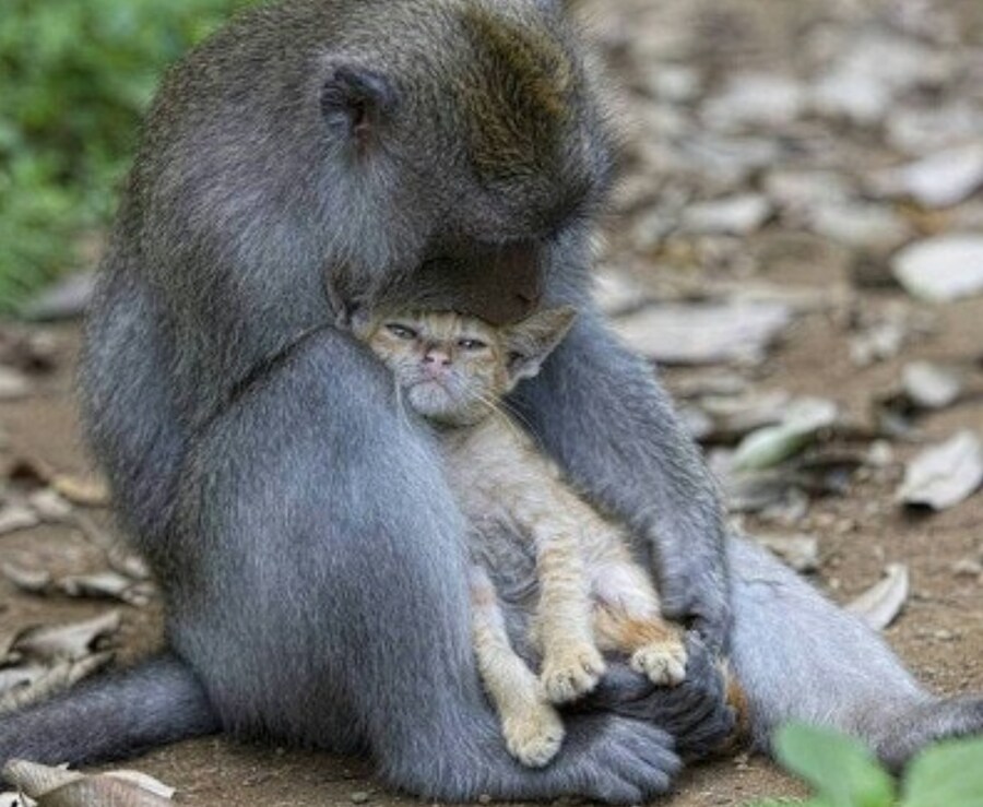 원숭이 아저씨의 대모험_108.png