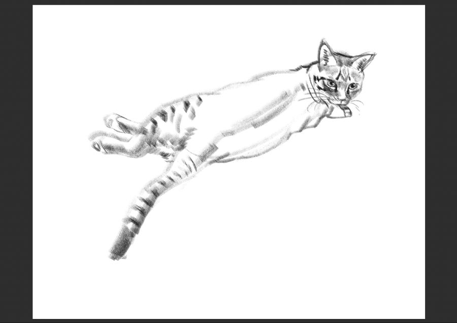 우리집 고양이 보고가셈_6.jpg