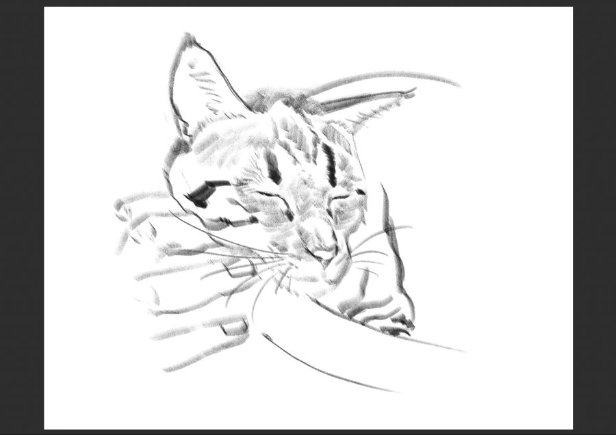 우리집 고양이 보고가셈_11.jpg