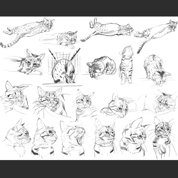 우리집 고양이 보고가셈_20.png