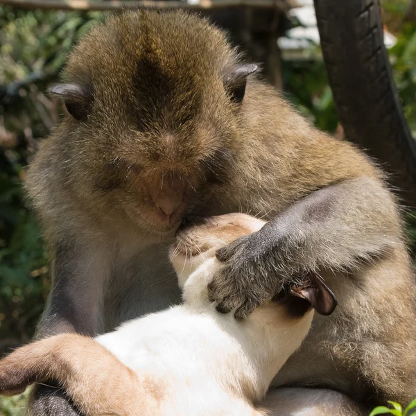 원숭이) 아저씨 일어나요..!!_2.webp