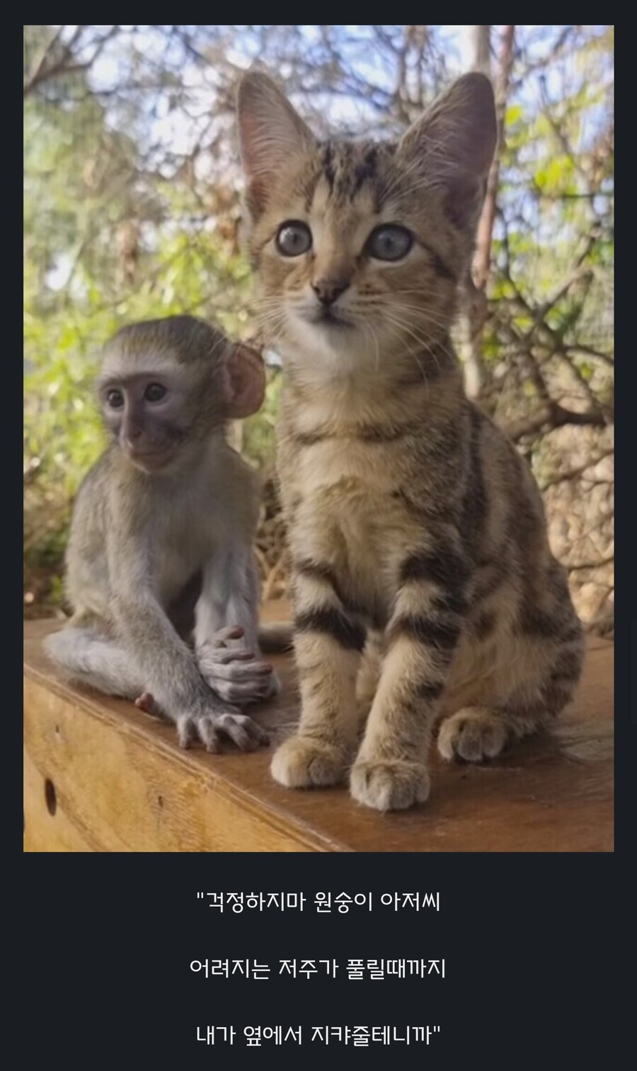 원숭이 아저씨의 대모험_32.jpg