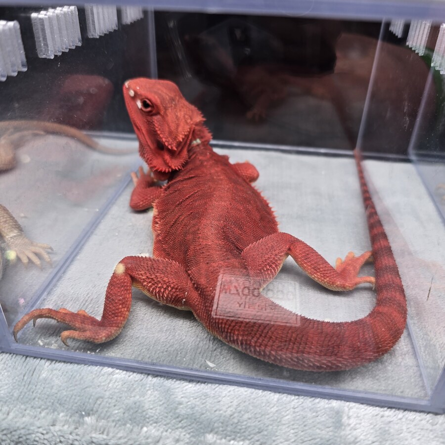 오늘 수원에서 하는 이색애완동물 박람회 다녀왔습니다._13.jpg