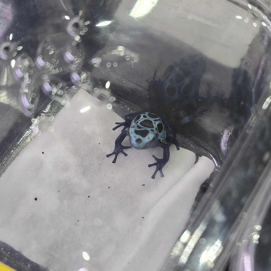 오늘 수원에서 하는 이색애완동물 박람회 다녀왔습니다._21.jpg