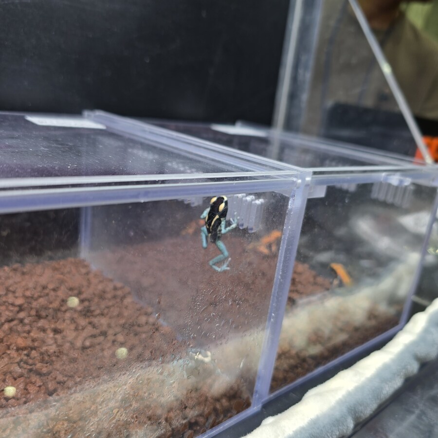 오늘 수원에서 하는 이색애완동물 박람회 다녀왔습니다._23.jpg