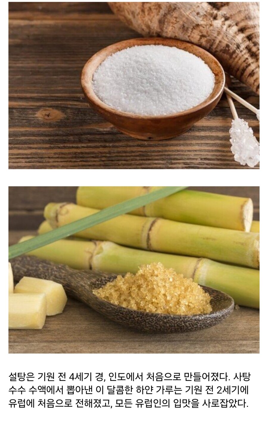 인류에게 설탕을 마음껏 먹을 수 있게 해준 과학자 이야기