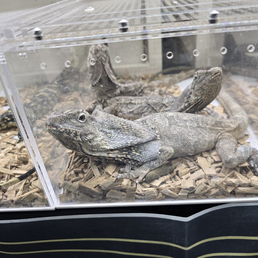 오늘 수원에서 하는 이색애완동물 박람회 다녀왔습니다._33.jpg