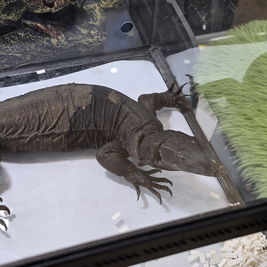 오늘 수원에서 하는 이색애완동물 박람회 다녀왔습니다._35.jpg