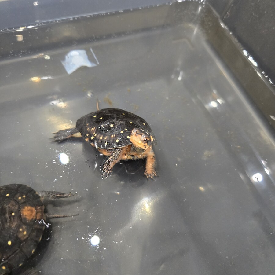 오늘 수원에서 하는 이색애완동물 박람회 다녀왔습니다._42.jpg