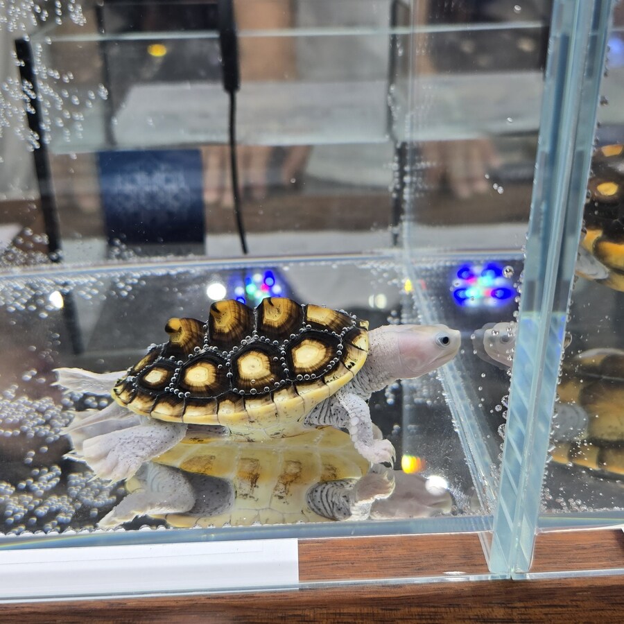 오늘 수원에서 하는 이색애완동물 박람회 다녀왔습니다._44.jpg