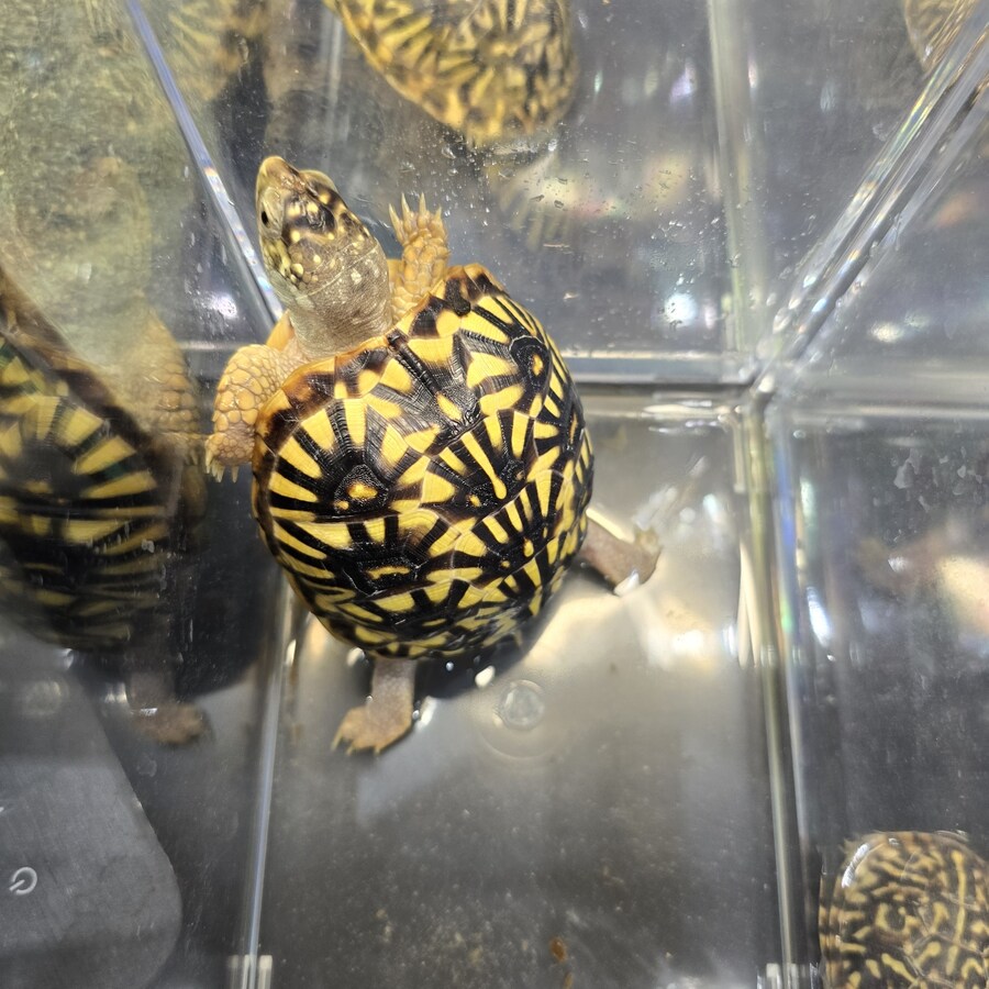 오늘 수원에서 하는 이색애완동물 박람회 다녀왔습니다._46.jpg