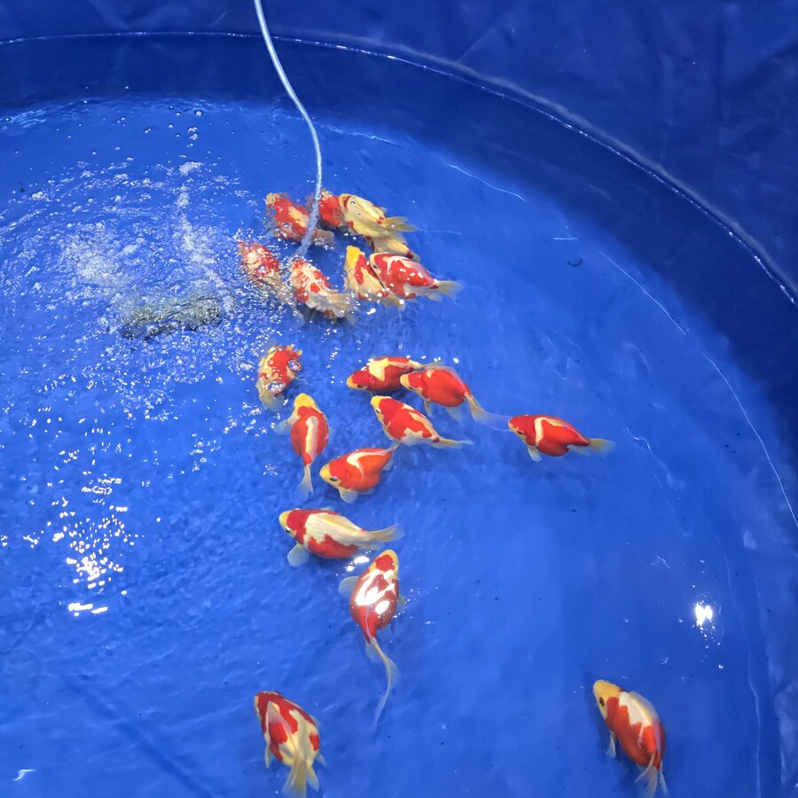 오늘 수원에서 하는 이색애완동물 박람회 다녀왔습니다._55.jpg