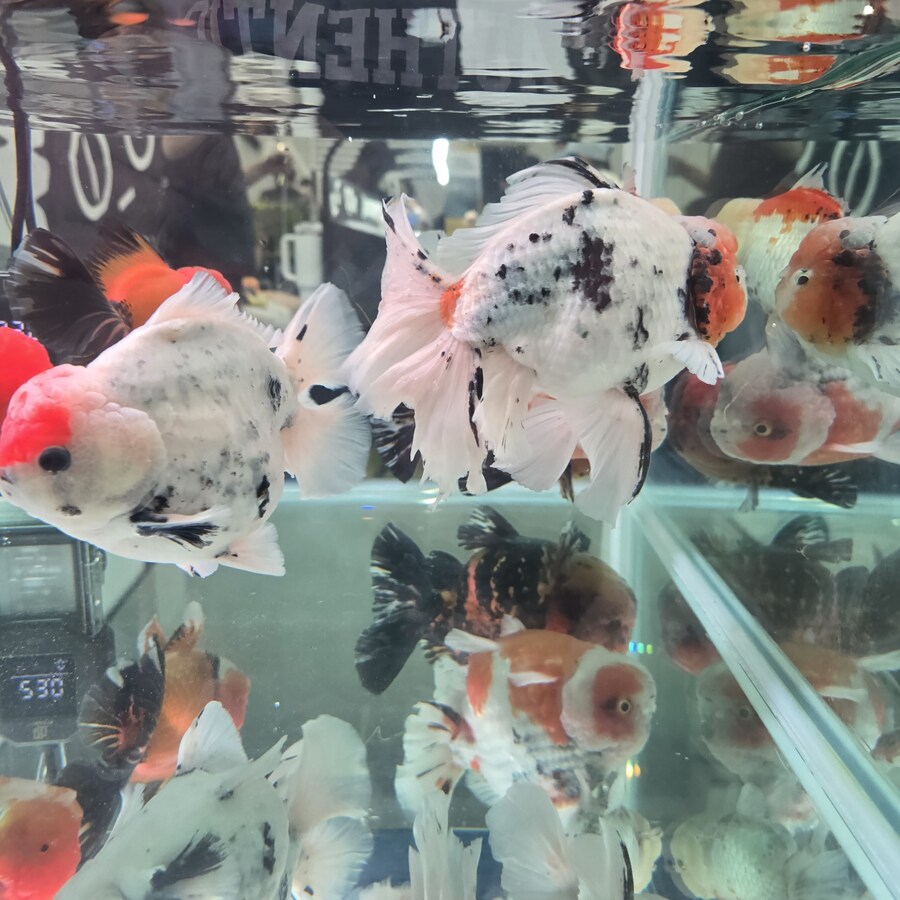 오늘 수원에서 하는 이색애완동물 박람회 다녀왔습니다._58.jpg