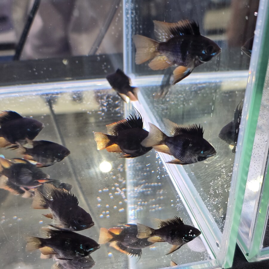 오늘 수원에서 하는 이색애완동물 박람회 다녀왔습니다._65.jpg