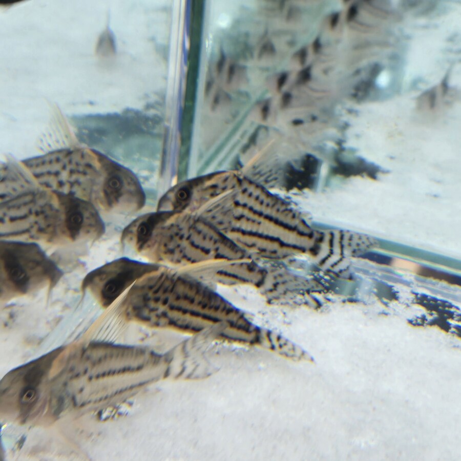 오늘 수원에서 하는 이색애완동물 박람회 다녀왔습니다._71.jpg