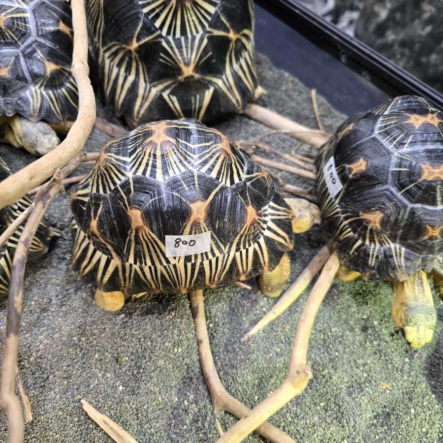 오늘 수원에서 하는 이색애완동물 박람회 다녀왔습니다._47.jpg