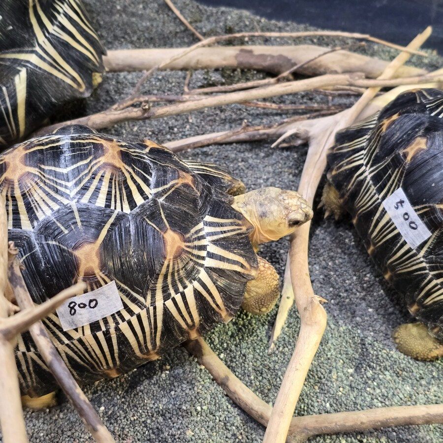 오늘 수원에서 하는 이색애완동물 박람회 다녀왔습니다._48.jpg