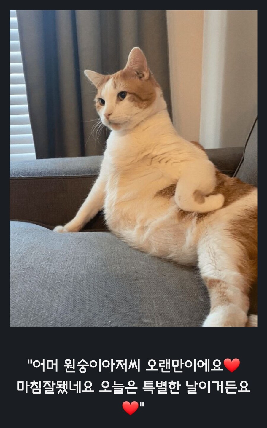 원숭이 아저씨의 대모험_50.jpg