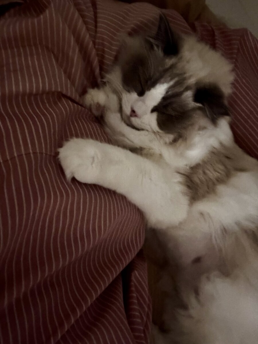 록희의 생일, 산책, 건강검진_9.jpg