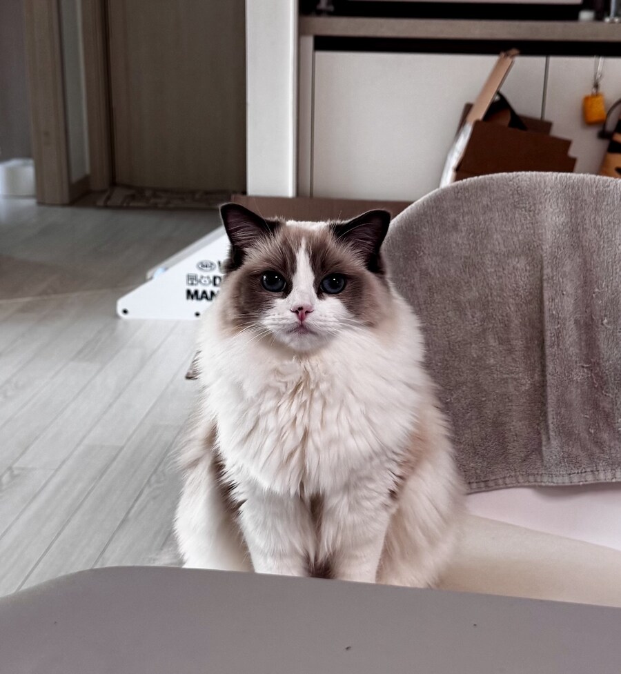 록희의 생일, 산책, 건강검진_1.jpg