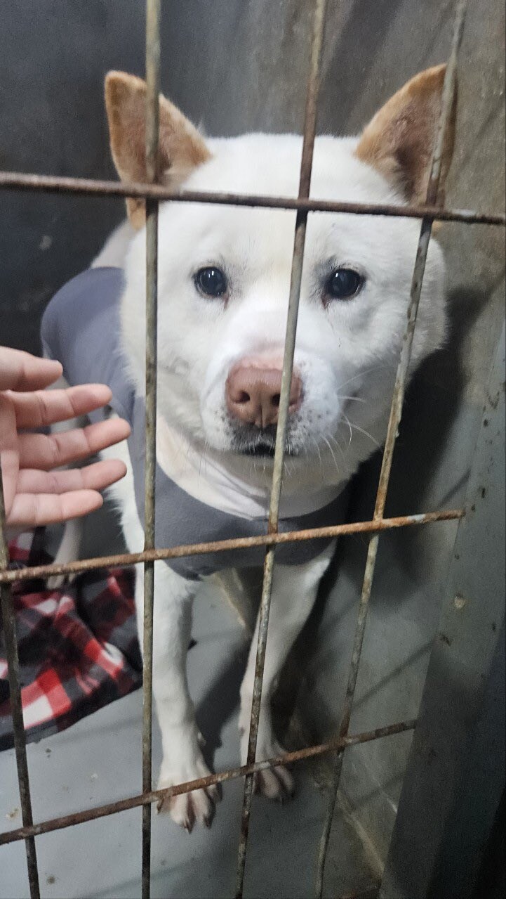 자기가 가장 좋아하는 담요 보여주는 강아지_3.jpg
