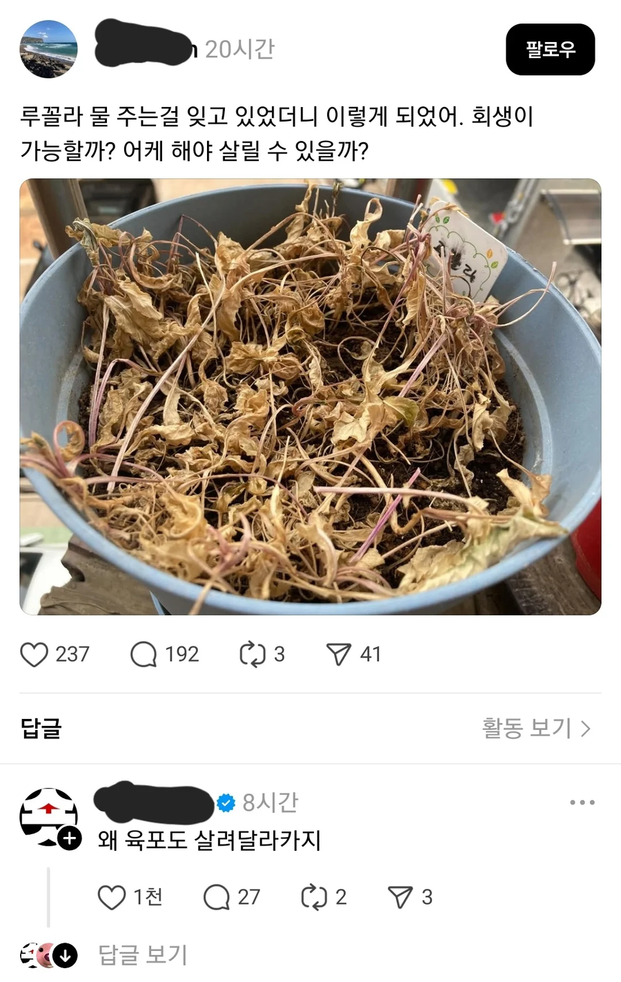 실수로 조금 마른 식물 회생시키는법_1.webp