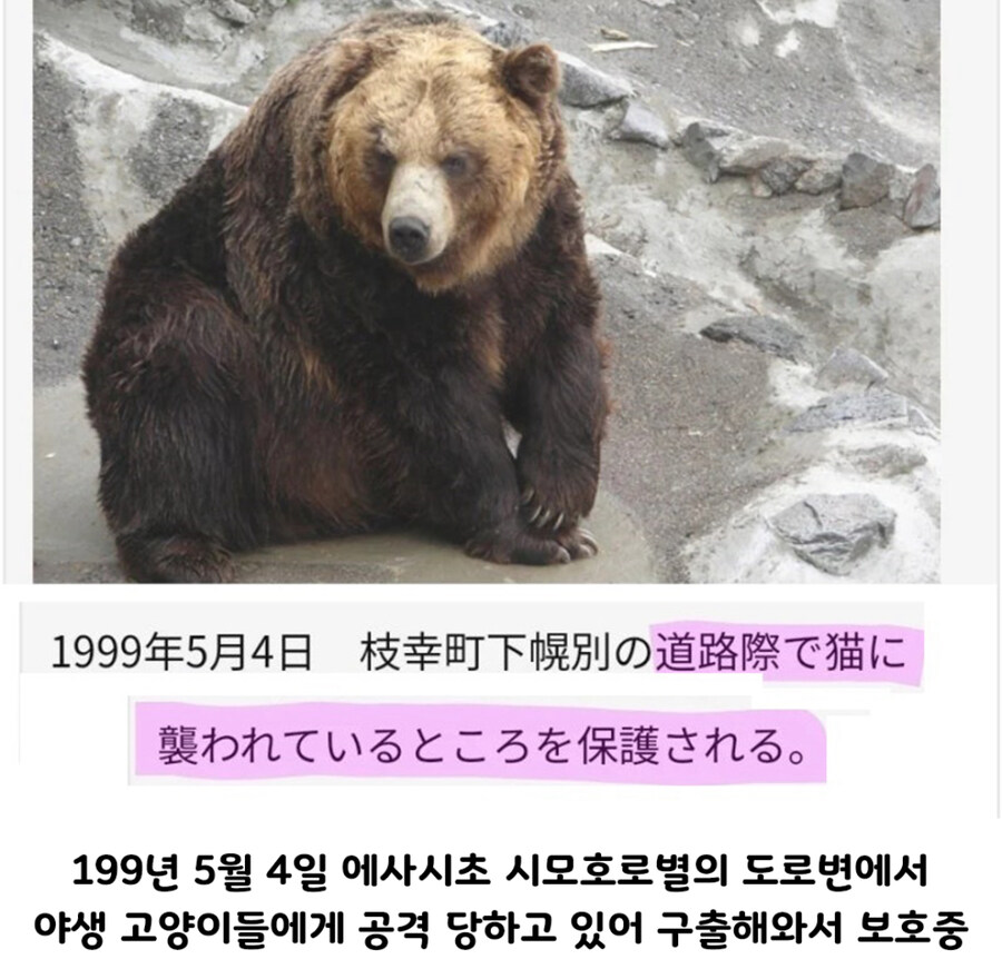 일본 곰 목장의 충격적인 프로필_2.jpg