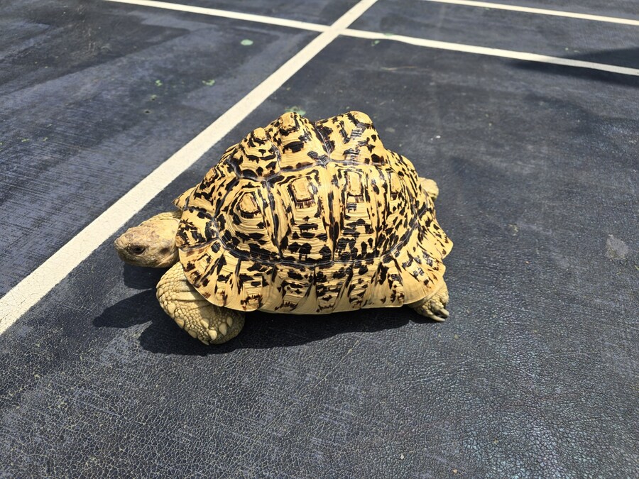 (스압주의)레오파드 육지거북이 골드 대리고 산책 나왔습니다._6.jpg
