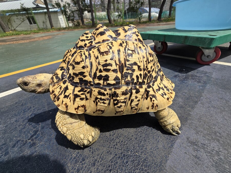 (스압주의)레오파드 육지거북이 골드 대리고 산책 나왔습니다._11.jpg