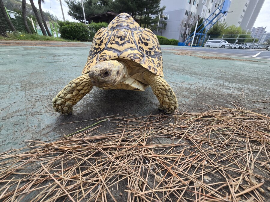 (스압주의)레오파드 육지거북이 골드 대리고 산책 나왔습니다._14.jpg