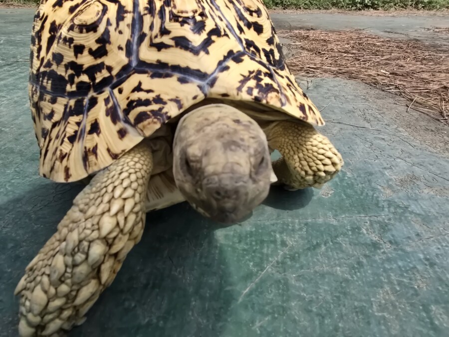 (스압주의)레오파드 육지거북이 골드 대리고 산책 나왔습니다._21.jpg