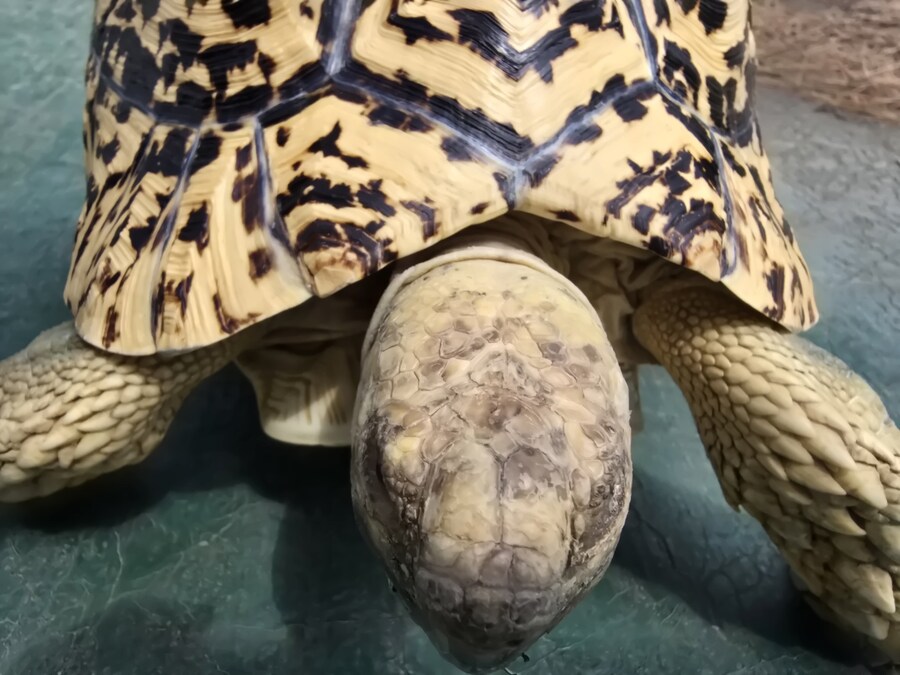 (스압주의)레오파드 육지거북이 골드 대리고 산책 나왔습니다._22.jpg