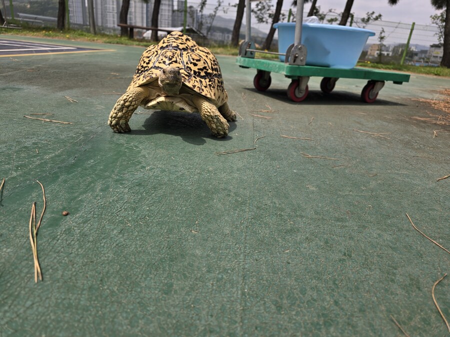 (스압주의)레오파드 육지거북이 골드 대리고 산책 나왔습니다._23.jpg