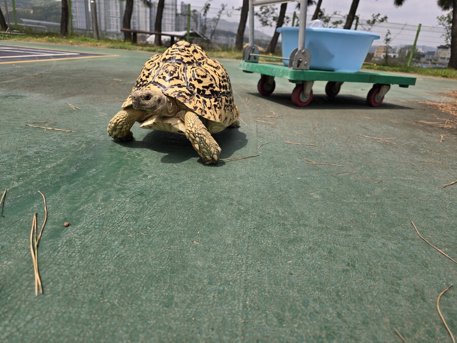 (스압주의)레오파드 육지거북이 골드 대리고 산책 나왔습니다._24.jpg