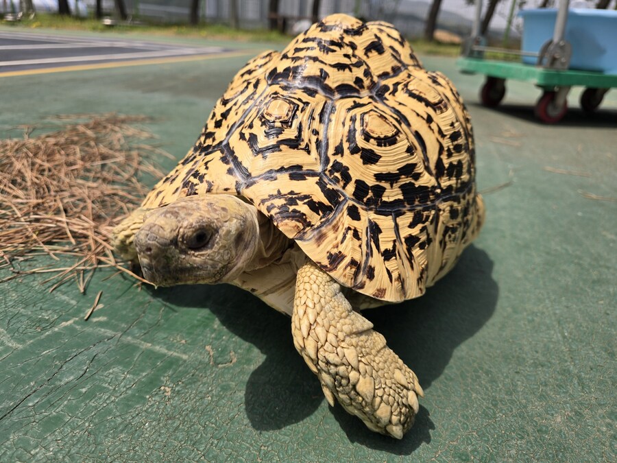 (스압주의)레오파드 육지거북이 골드 대리고 산책 나왔습니다._25.jpg
