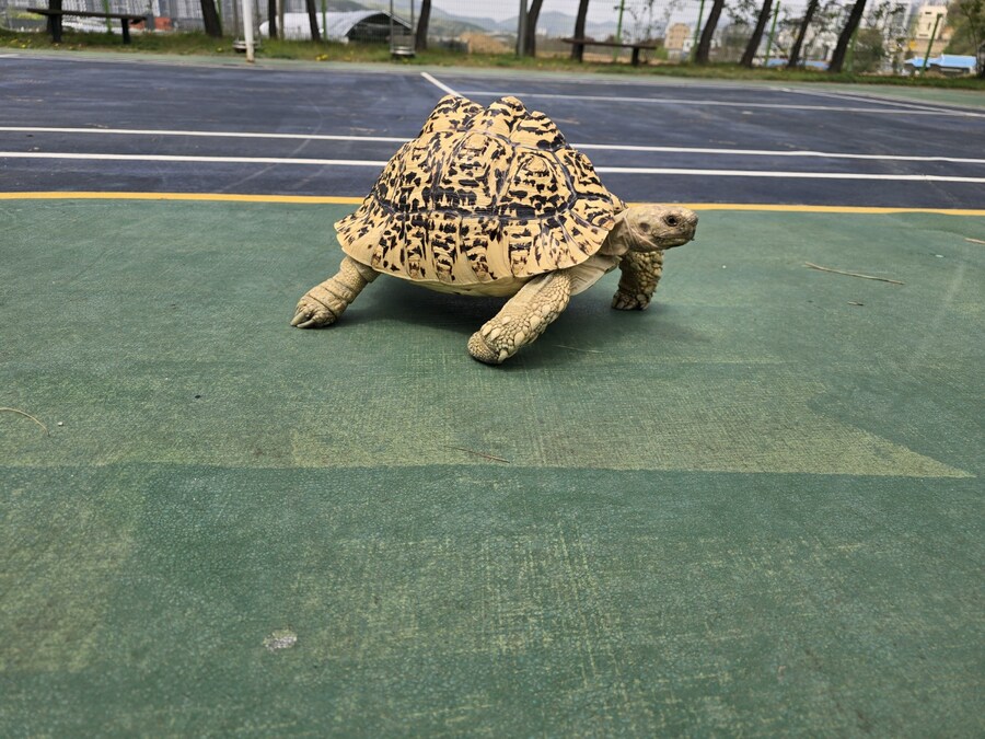 (스압주의)레오파드 육지거북이 골드 대리고 산책 나왔습니다._27.jpg