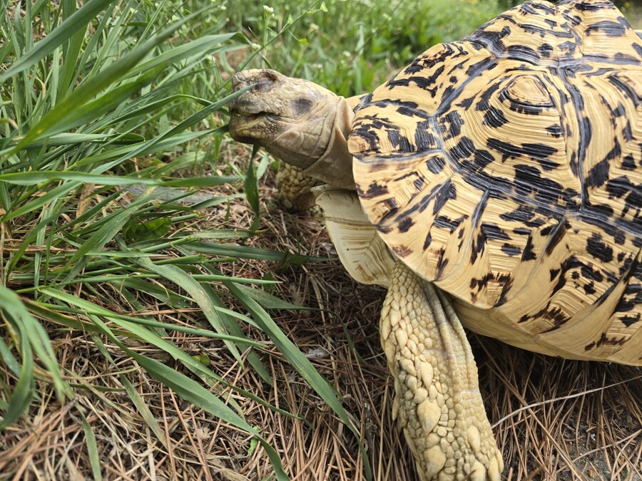(스압주의)레오파드 육지거북이 골드 대리고 산책 나왔습니다._35.jpg