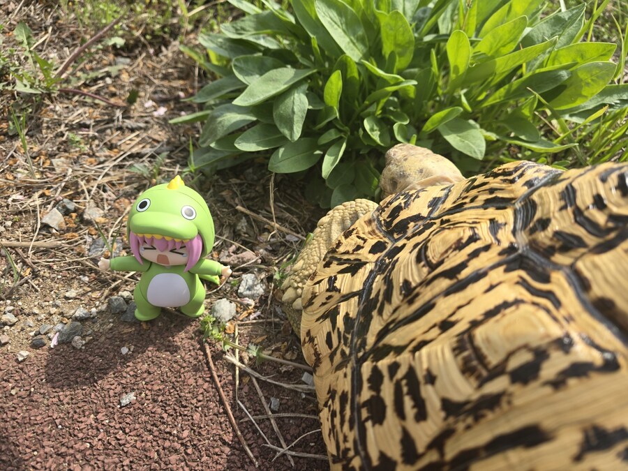 (스압주의)레오파드 육지거북이 골드 대리고 산책 나왔습니다._40.jpg