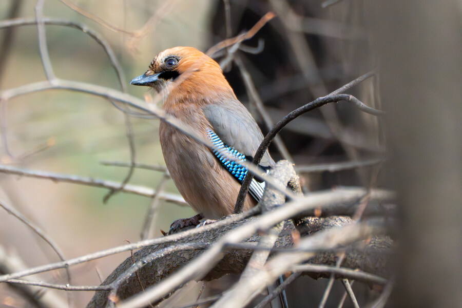 3월달, 선정릉과 탄천 탐조_6.jpg