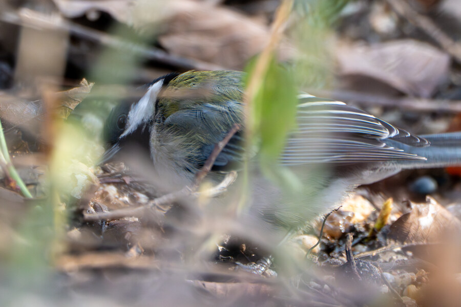 3월달, 선정릉과 탄천 탐조_7.jpg