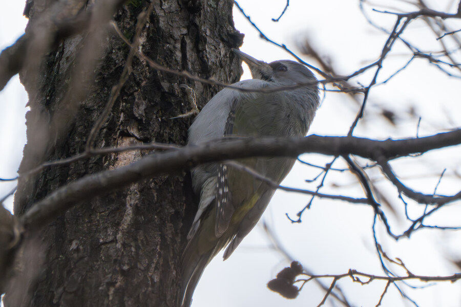 3월달, 선정릉과 탄천 탐조_8.jpg