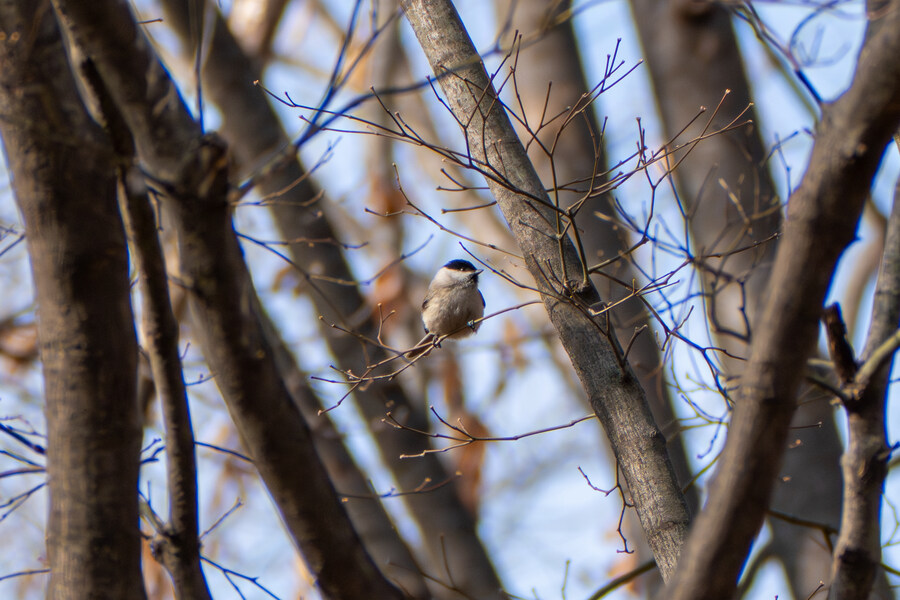 3월달, 선정릉과 탄천 탐조_9.jpg