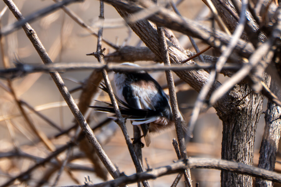 3월달, 선정릉과 탄천 탐조_11.jpg